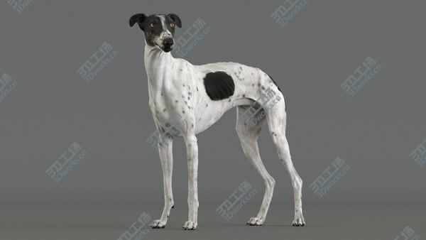 images/goods_img/20210312/3D model Greyhound 4 Animated/2.jpg